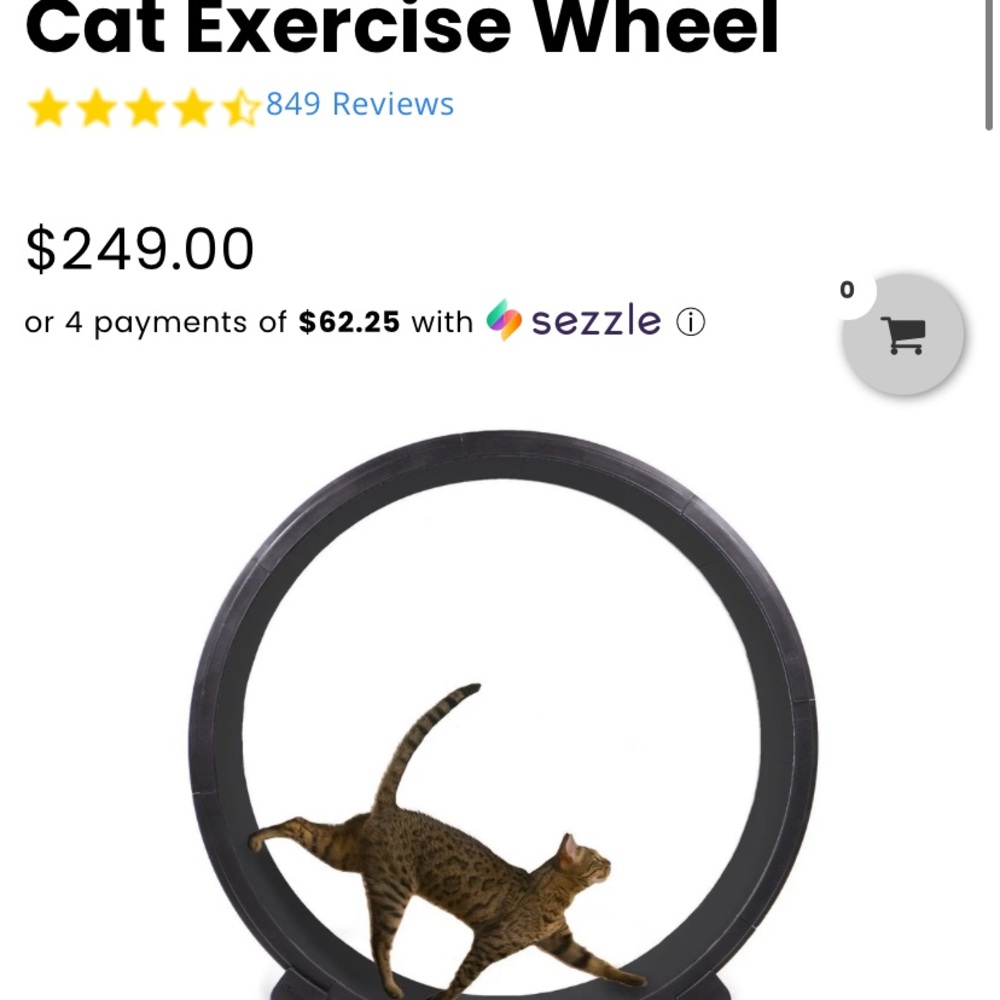 Cat excerise wheel - one fast cat